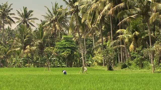 Workers on a rice field in Bali, Indonesia.