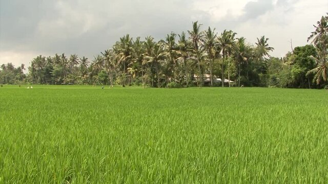 Rice field in Bali, Indonesia.