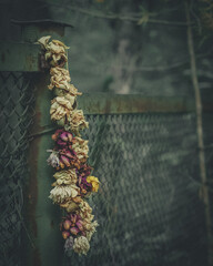 An old necklace of dry flowers on a rusty fence. The graininess of the film in the style of an old photo.