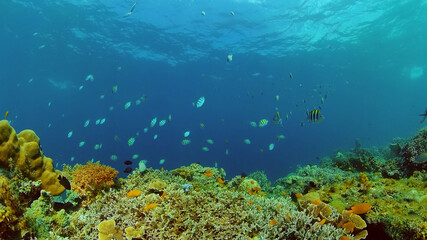 Tropical fishes and coral reef, underwater footage. Seascape under water. Philippines.