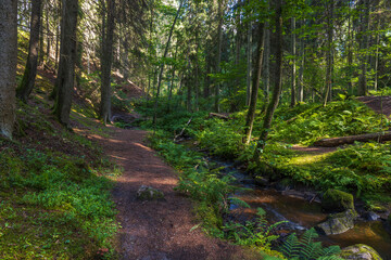 Beautiful summer nature landscape view. Small stream in green forest. Sweden.