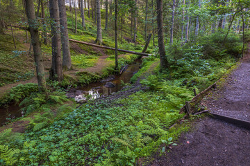 Fototapeta premium Beautiful summer view of mountain nature landscape in forest. High green pine trees and small stream in green forest. Sweden.