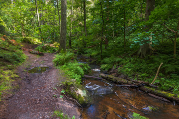 Beautiful summer nature landscape view. Small stream in green forest. Sweden.