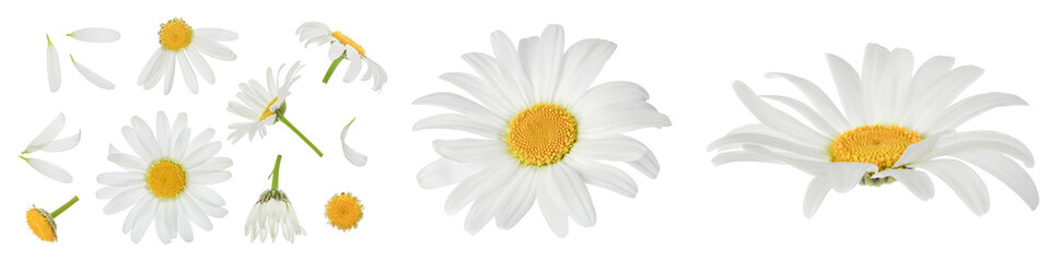 chamomile or daisies isolated on white background with full depth of field. Set or collection.