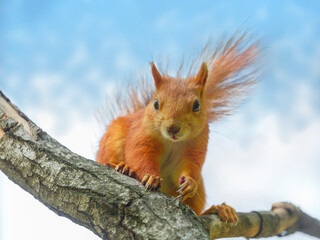 Cute squirrel sits high on the tree against the summer blue sky