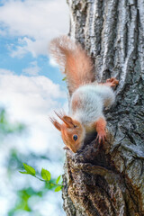 A squirrel comes down from a tree on a hot day to drink the sap of the tree