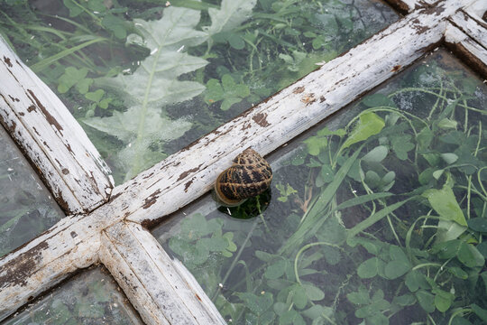 Snail shell on rustic window pane over weeds
