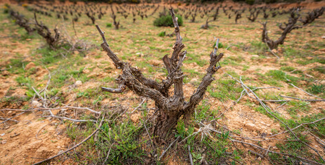 Vineyard closeup view with shallow depth of field