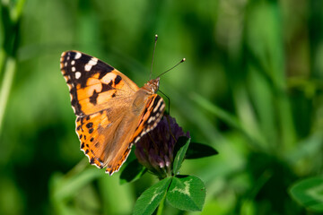 Vanessa cardui sit on flower, summer scene.
painted lady