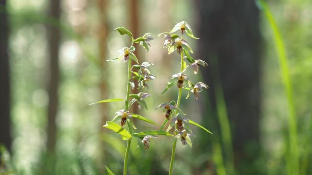 Broad-leaved helleborine orchid flowers in boreal forest