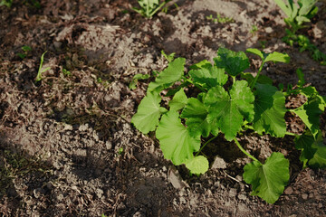 the zucchini plant grows on a bed in the garden. growing vegetables in the field