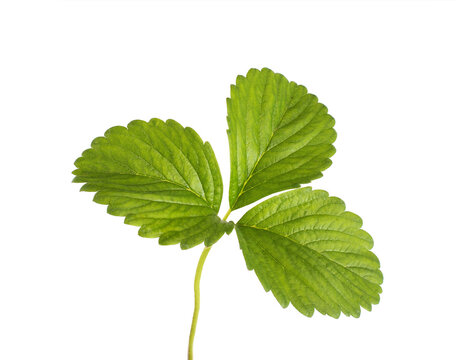 Fresh strawberry leaf on a white background, isolate, close-up. Structure