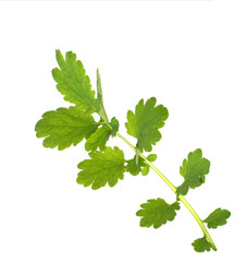 Leaves and a branch of a medicinal plant celandine on a white background, isolate.