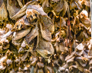 Cod stockfish drying on racks, Lofoten islands Norway