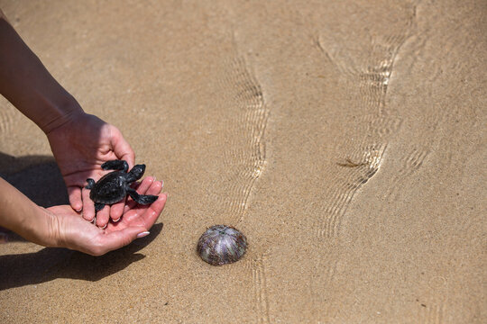 Close up of hands holding small baby turtle hatchling ready for release into the open sea or ocean