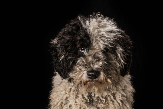 Portrait cute black and white dog on black background
