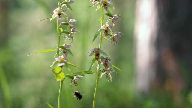 Bumblebee eating nectar of the Broad-leaved helleborine orchid flower