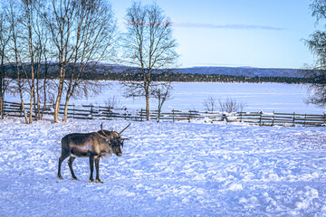 Reindeer the Sami camp of Jukkasjärvi, Sweden