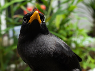 Acridotheres javanicus or Jalak Kebo in Indonesia is a species of bird that belongs to the starling family. This bird is widespread in East Asia, Southeast Asia and the western islands of Indonesia.