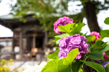 あじさい　アジサイ　紫陽花　慈眼寺　秩父　西武秩父　御花畑　寺社仏閣