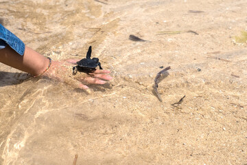 Close up of hands holding small baby turtle hatchling ready for release into the open sea or ocean