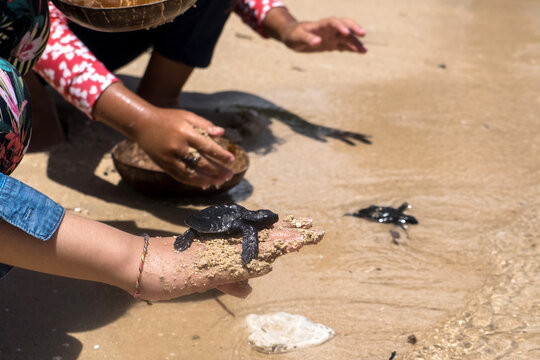 Close up of children hands holding small baby turtles hatchling ready for release into the open sea or ocean