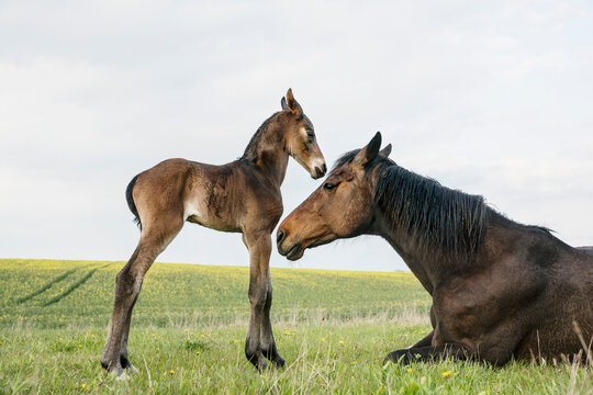 Beautiful brown horse mare and foal in spring field
