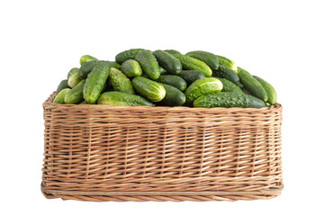 Green cucumbers in a wicker basket on a white background, isolate, close-up. Agriculture, cooking