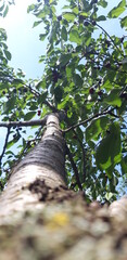 trees in the garden