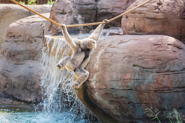 Humanoid primate gibbon amusingly jumps on the rope accross the river stream. In ancient Greek, the name of the species hylobates means a forest walker