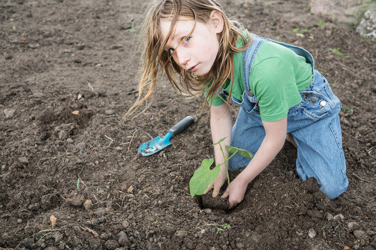 Portrait girl planting seedling in garden dirt

