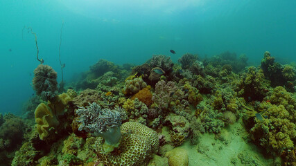 Fototapeta na wymiar Underwater scene coral reef. Hard and soft corals, underwater landscape. Travel vacation concept. Philippines.