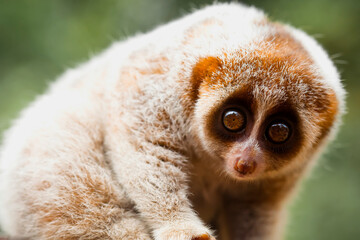 Nycticebus borneoanus aka kukang borneo 