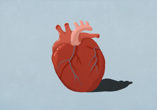 Human heart organ on blue background
