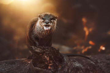 otter on the rock