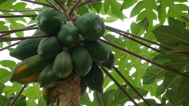 Fresh papaya tree in garden