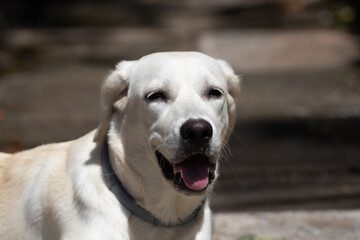 labrador expressif