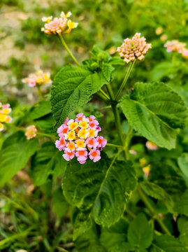 Yellow and pink flowers in the garden. 
Focus on some flower and leaf.