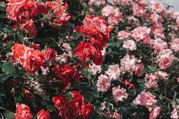 Beautiful bushes with flowers of roses of red and pink flowers