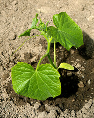 Cucumber seedling growing in a vegetable bed, young cucumber plant growing on the ground