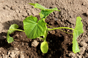 Cucumber seedling growing in a vegetable bed, young cucumber plant growing on the ground