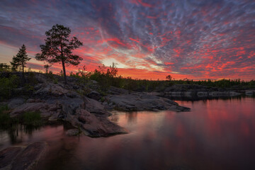 Pine trees on the stone shore of Lake Ladoga on a summer evening
