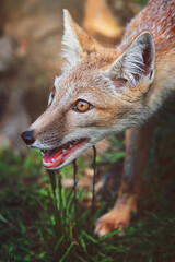 corsac portrait
