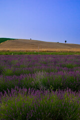 Fototapeta na wymiar lavender field in Tuscany Santa Luce