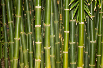 fast growing bamboo often used as scaffolding in Asia