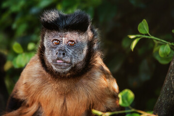 malpa portrait © Sangur