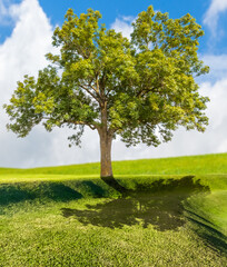 Arbre sur verte colline 
