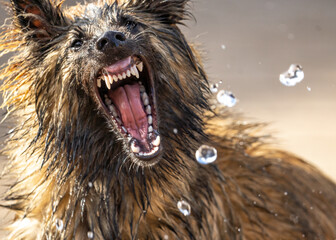 Alsatian puppy dog German Shepherd looking ferocious bearing teeth trying to attack water from hose...