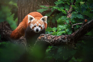red panda in the forest - Powered by Adobe