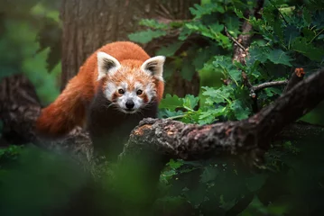 Schilderijen op glas red panda in the forest © Sangur